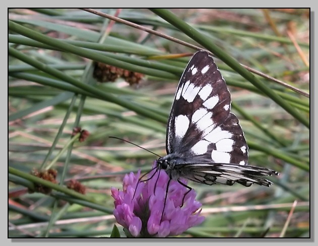 Un attimo di pace - Melanargia galathea